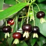 Black Pitomba (Grumichama Cherry)