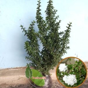 Seribu Bintang ( Bahan Bonsai )