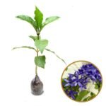 Petrea Biru