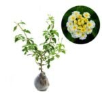Lantana Putih