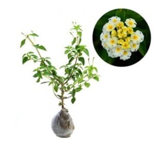 Lantana Putih