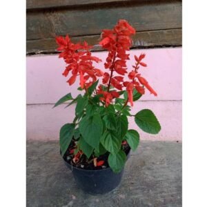 Salvia Merah