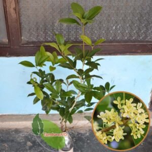 Sweet Osmanthus