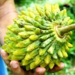 Srikaya Nanas (Buah Biriba)