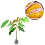 Durian Petruk