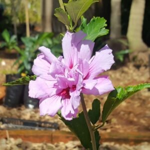Hibiscus Ungu Tumpuk