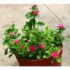 Baby Sun Rose - Gambar 2