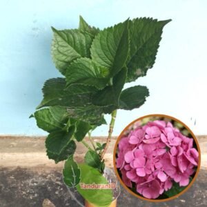 Pancawarna Pink ( Hydrangea Forever Pink )