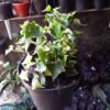 Ivy English Happy - Gambar 2