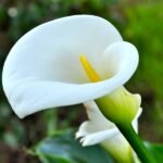 Calla Lily