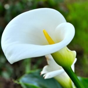 Calla Lily