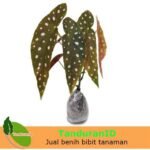 Begonia Polkadot