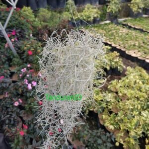 Spanish Moss
