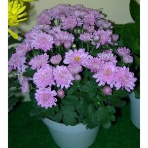 Krisan Ungu Pot