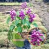 Salvia Ungu - Gambar 2