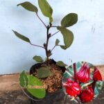 Rosela