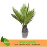Palem Sikas