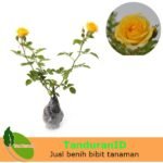 Mawar Floribunda Kuning