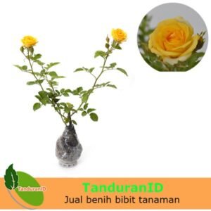 Mawar Floribunda Kuning