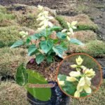 Salvia Putih