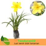 Daylily Kuning Lemon