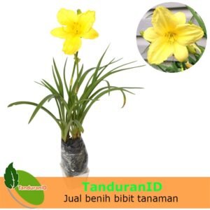 Daylily Kuning Lemon