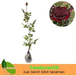 Mawar Hitam (Black Rose)