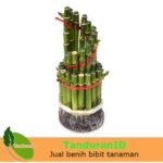 Bambu Rejeki Spiral