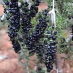 Black Gojiberry