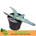 Gasteria baylissiana