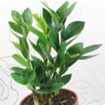 Zamioculcas