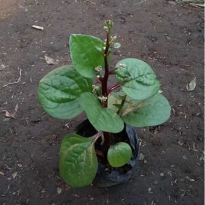 Binahong Merah ( Gendola )
