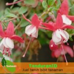 Anting India Pink