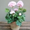 Geranium Pink ( pelargonium ) - Gambar 2