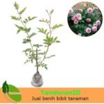 Mawar Rambat Pink