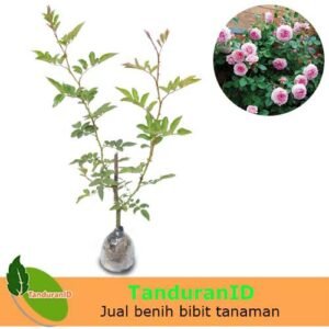 Mawar Rambat Pink