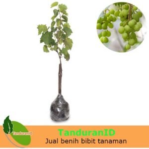 Anggur Hijau