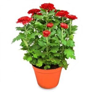 Krisan Merah Pot