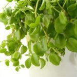 Meat Leaf