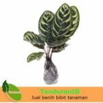 Calathea Makoyana