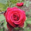 Mawar Merah - Gambar 2