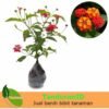 Lantana Merah 2 Pcs - Gambar 2