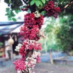 Jambu Air Bira ( Jambu Irian )
