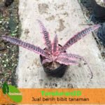 Cyptantus Tokek Merah