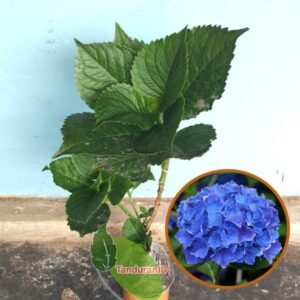 Pancawarna Biru ( Blue Hydrangea )