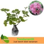 Geranium Pink ( pelargonium )