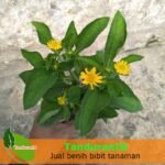 Daisy Kuning