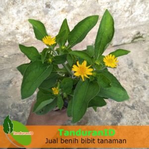Daisy Kuning