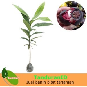 Manggis