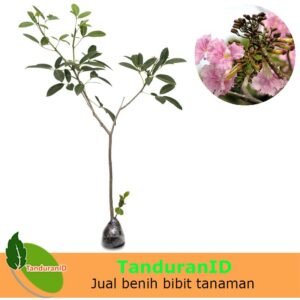 Tabebuia Pink 40cm